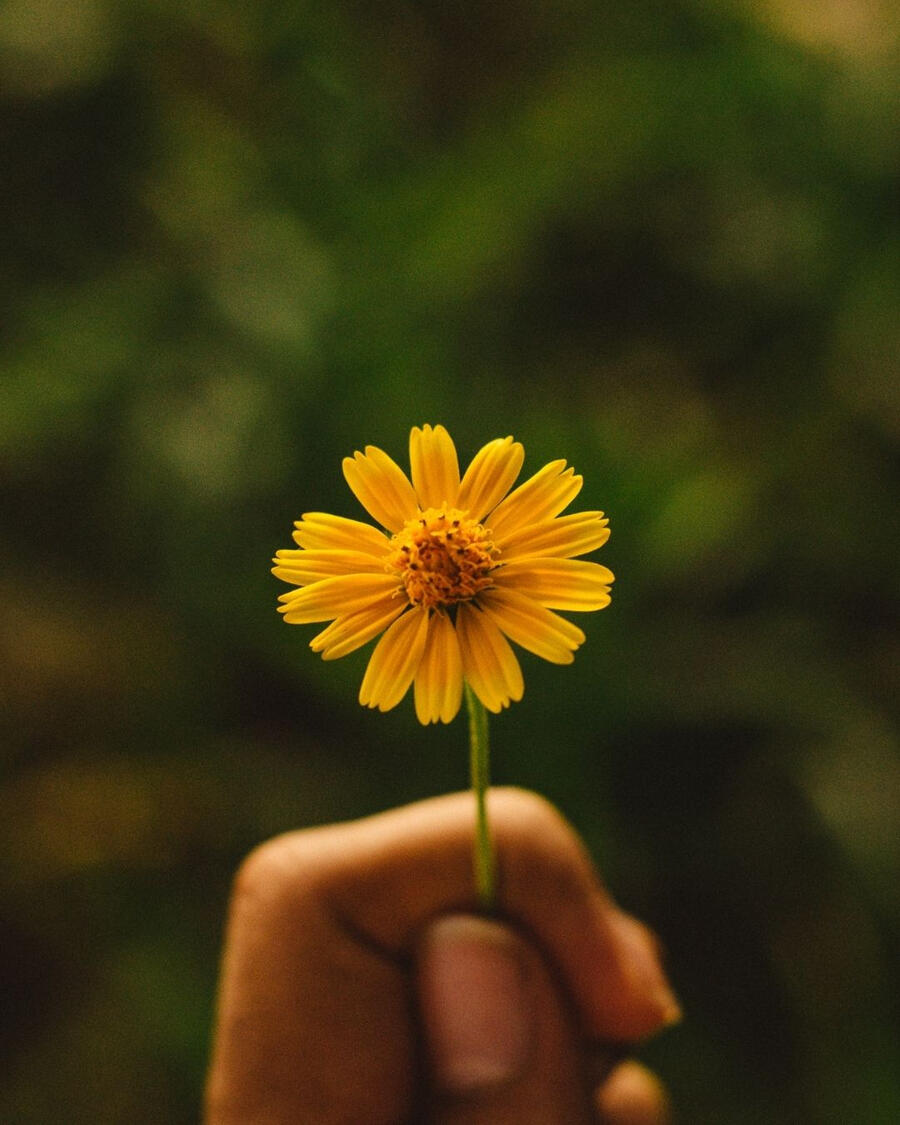 flor de amor flor de amor